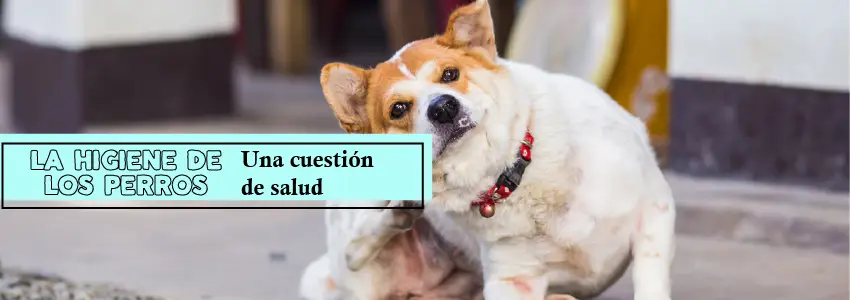 ¿Qué consecuencias trae las pulgas a tus mascotas?